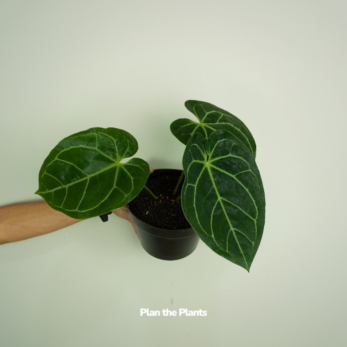 Anthurium Kuping Gajah